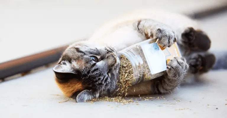 14 Fascinating Facts about Catnip