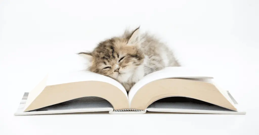 cat books 