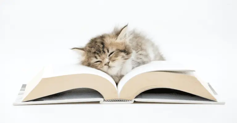 7 Cat Books You Must Read in 2022