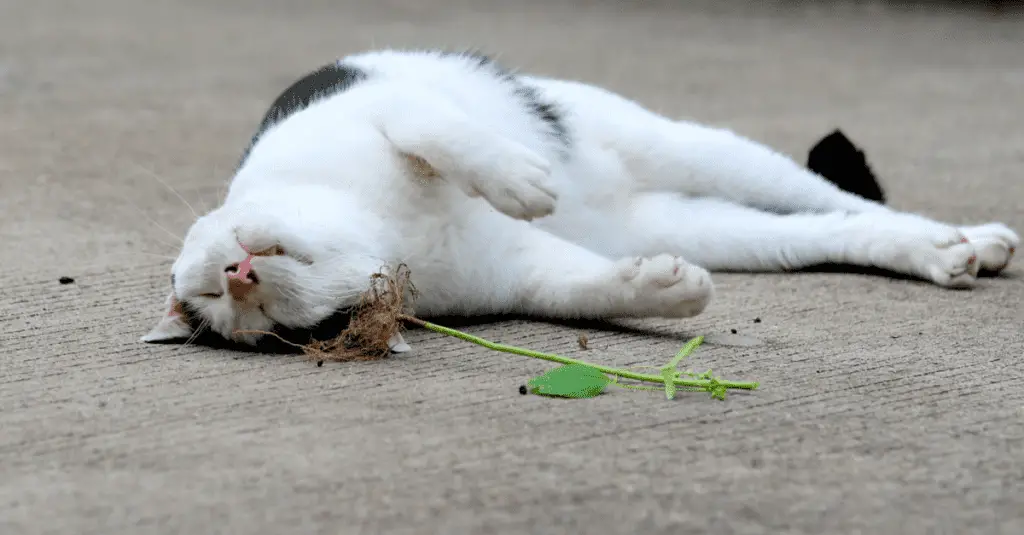 catnip buzz