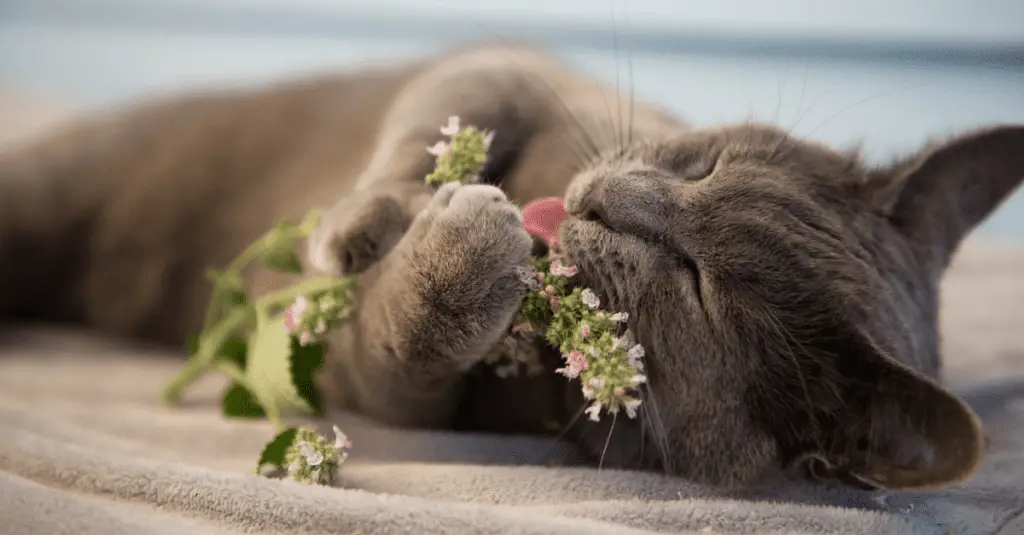 catnip yum