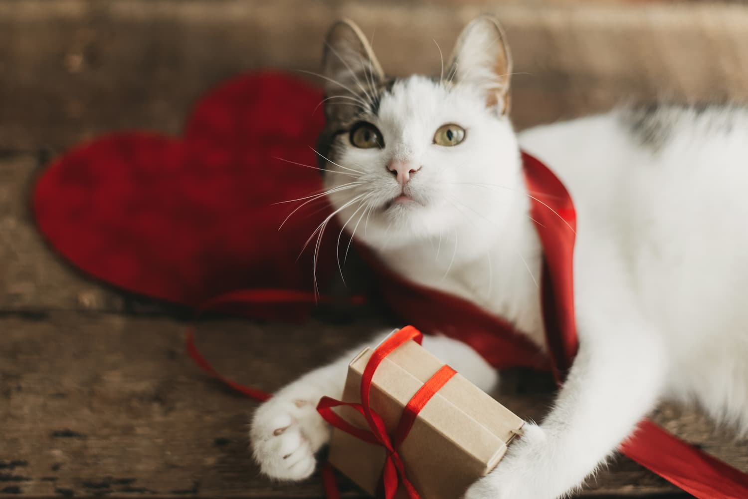 adorable-cat-playing-with-red-ribbon-and-gift-box-2021-08-30-12-04-27-utc-1