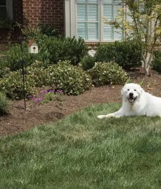 neighbor's dog barking