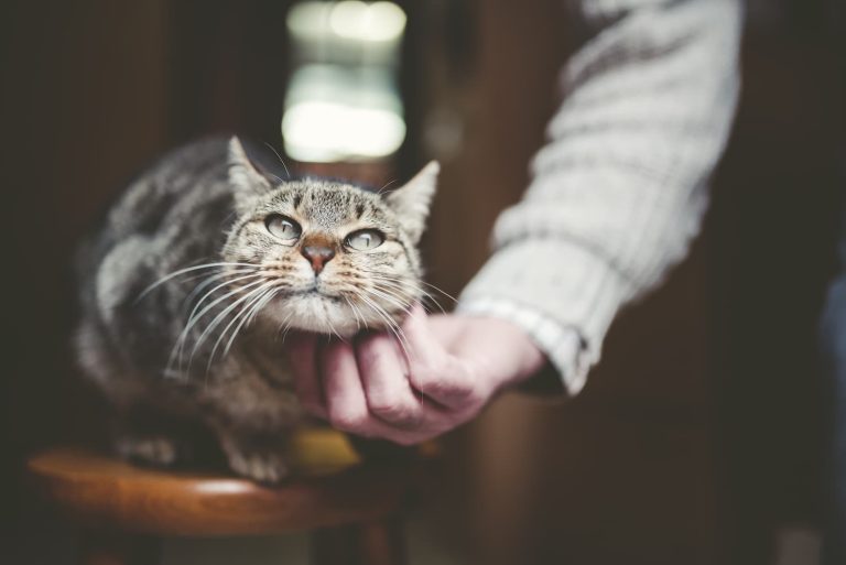 Advice from the Vet: Caring for your Senior Cat