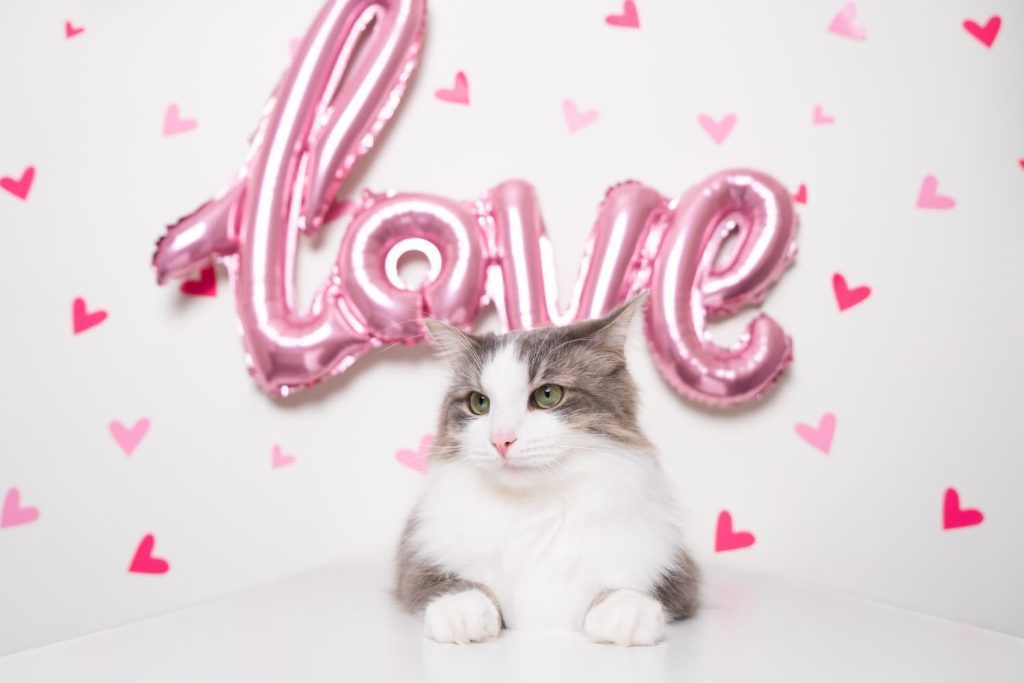 cat valentines day