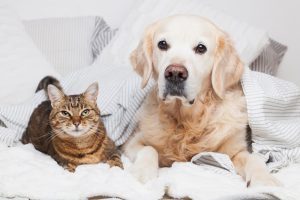 Pet Owners in Need: Organizations Offer Help With Vet Bills and Pet Food