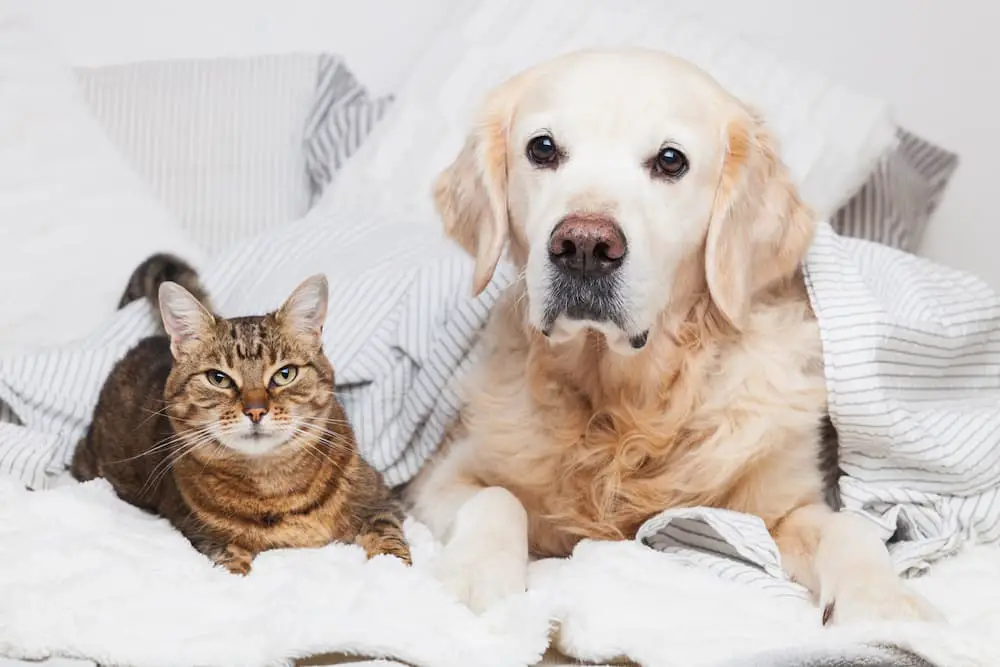help with pet food and vet bills