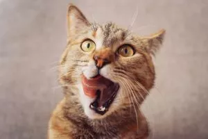 Why I Started Feeding My Cat Bugs