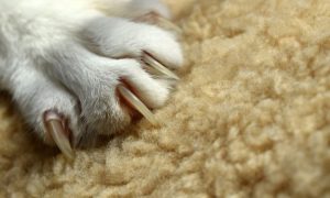 cat claw, maryland could become second state to ban declawing