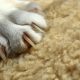 cat claw, maryland could become second state to ban declawing