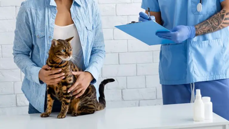 So Your Cat Has Been Diagnosed With Feline Hyperthyroidism