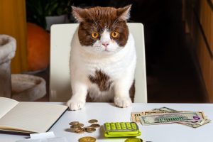 If You Foster a Cat, You Can Claim it on your Taxes!