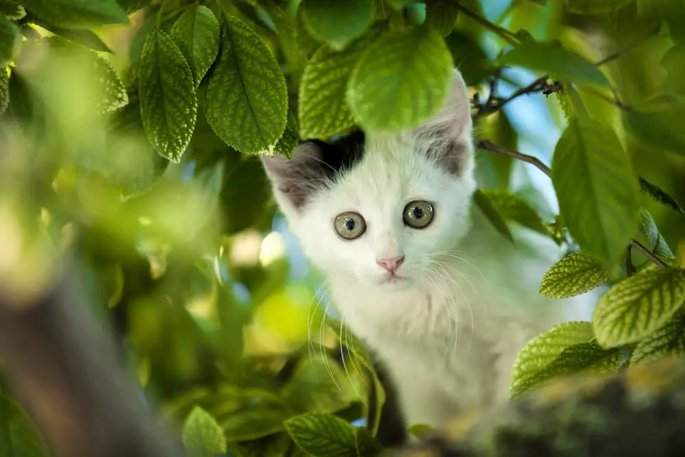 cat looking through green leaves on earth day
