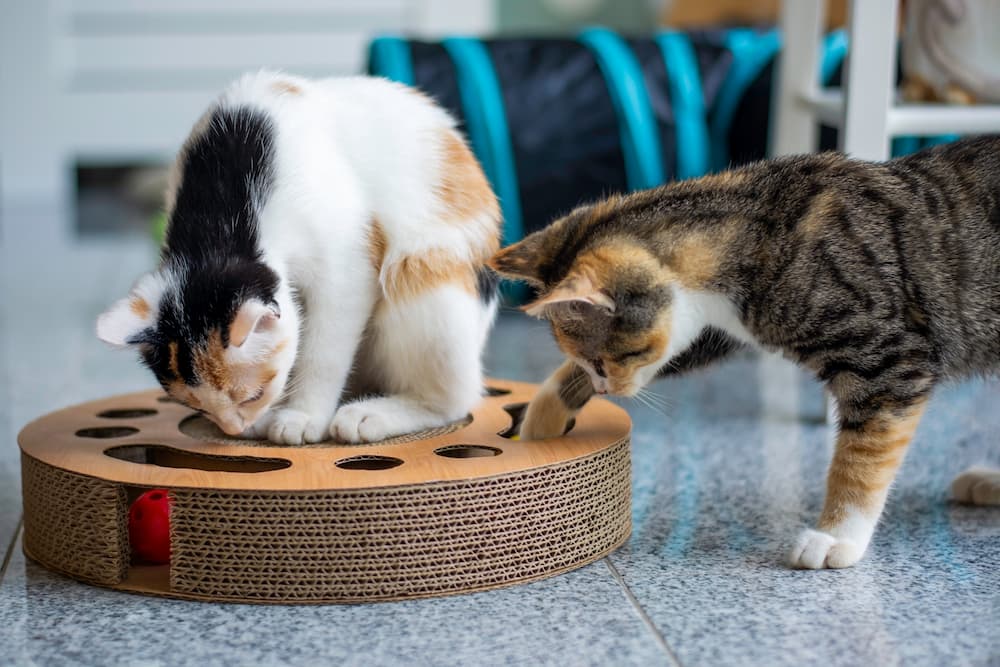 cats playing with eco-friendly corrugated cat toy