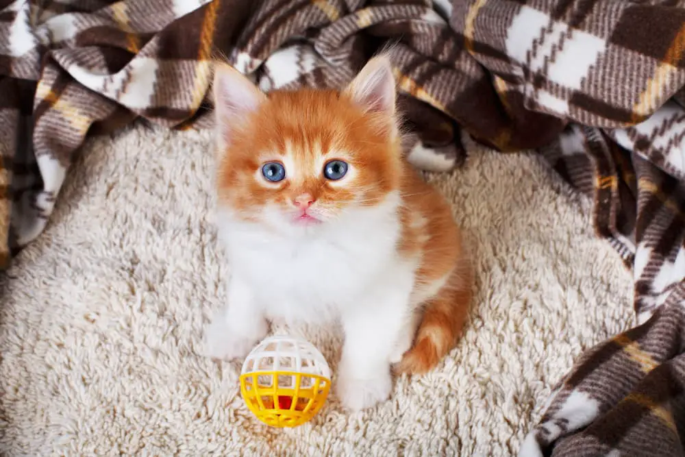 foster kitten toys