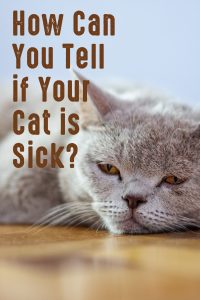 How Can You Tell if Your Cat is Sick? - The Catington Post