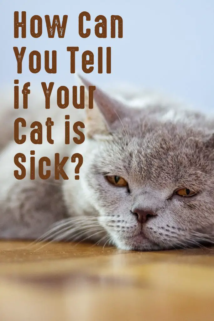 As any cat owner knows, our feline friends are masterful at hiding illness. After all, in the wild, showing signs of weakness can make a cat an easy target for predators. As a result, cats often wait until they are very sick before showing any obvious signs of illness. So how can you tell if your cat is sick?