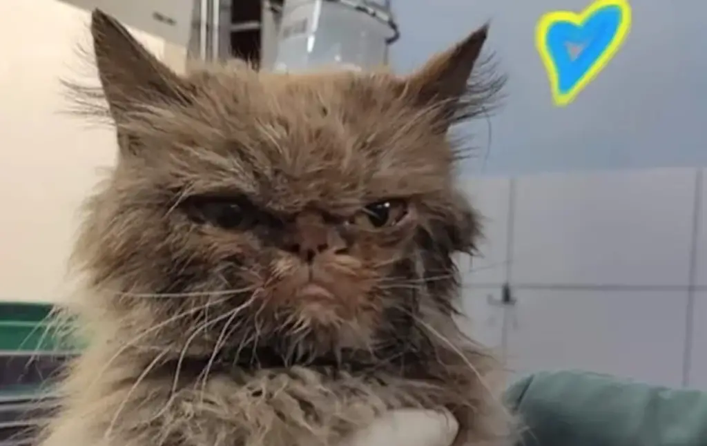 cat rescued from 7th floor of bombed ukraine apartment