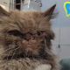cat rescued from 7th floor of bombed ukraine apartment