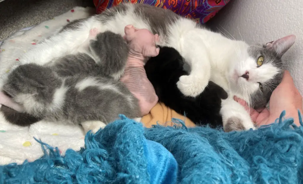 mama cat adopts sphynx kitten and nurses it back to health