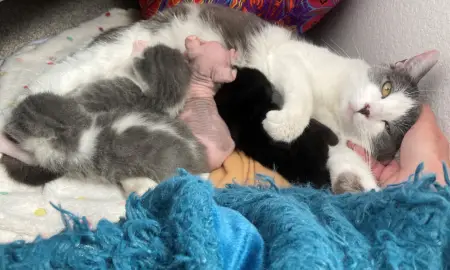 mama cat adopts sphynx kitten and nurses it back to health