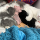 mama cat adopts sphynx kitten and nurses it back to health