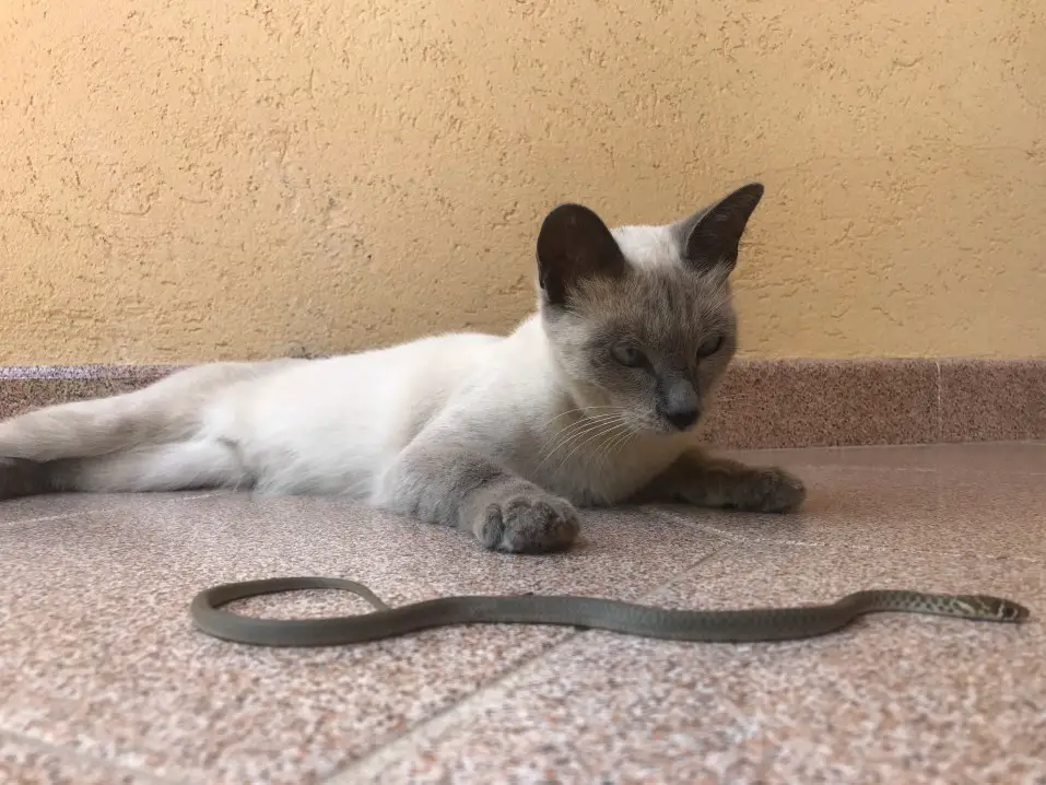cat and brown snake