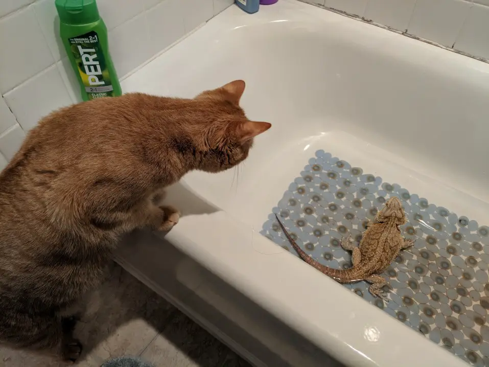 cat and bearded dragon