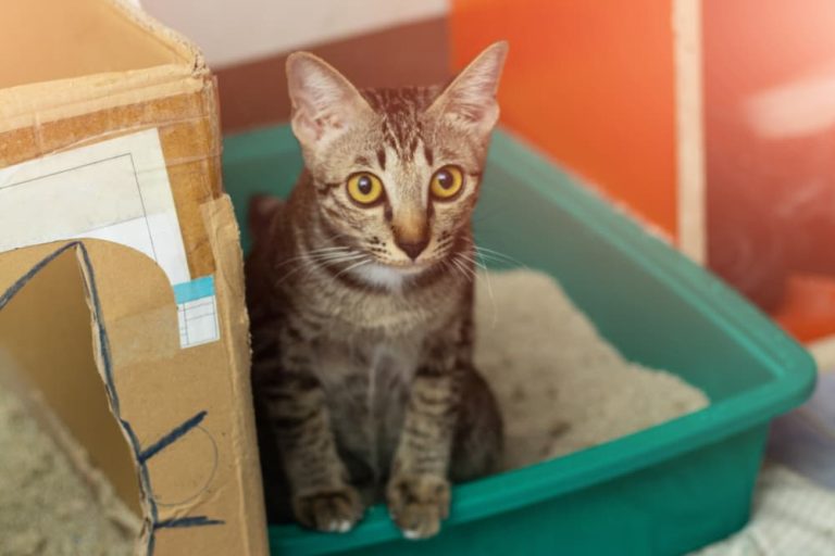 5 Ways to Keep Your House from Smelling Like a Litter Box