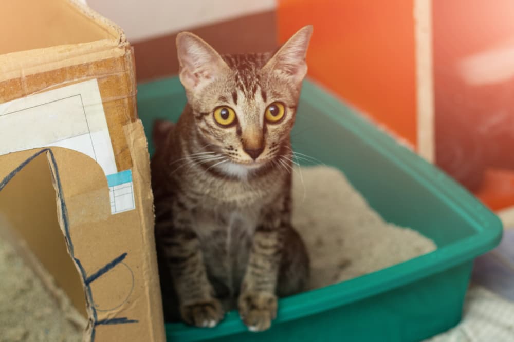 cat peeking in house that smells like a litter box