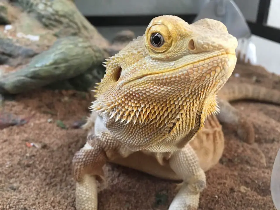 bearded dragon