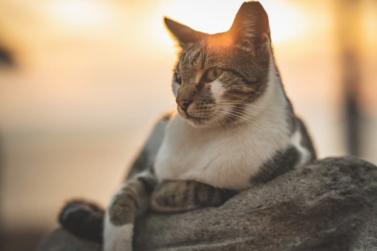 How to Handle Saying Goodbye to Your Cat