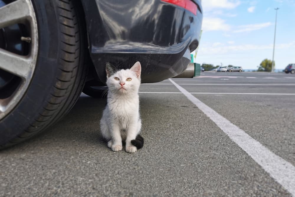 adorable stray cat standing beneath a car in a parking lot and tips to help a stray kitty become a house cat
