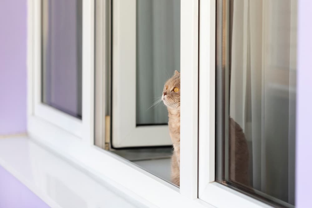 cat sitting by opened door so she can come and go as she wants, don't trap a stray cat inside your home