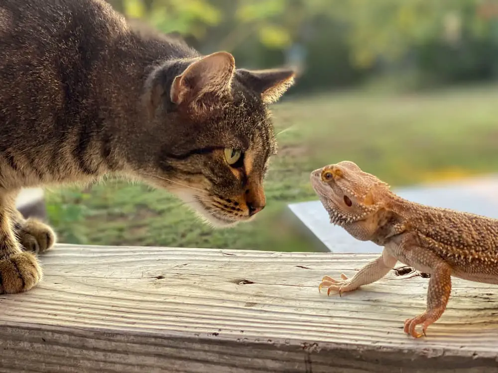 cat and bearded dragon