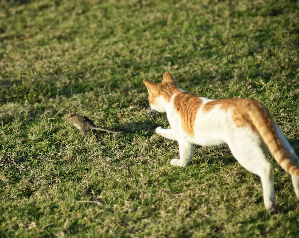 cat befriends rat