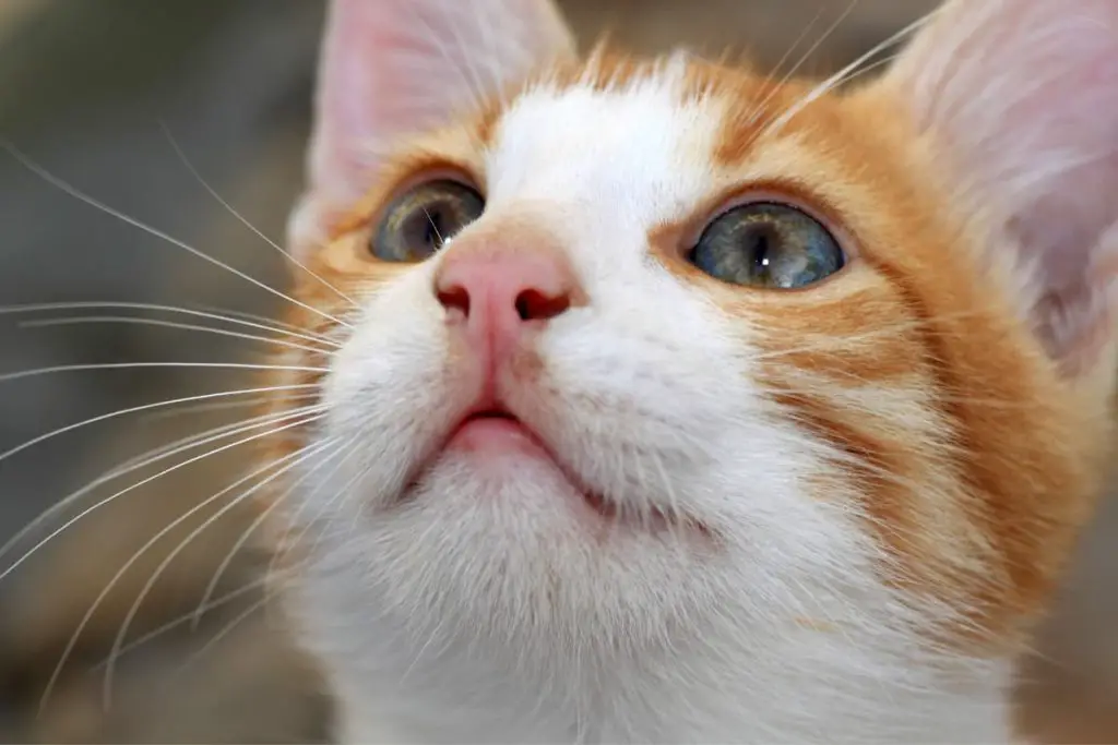 cat looking up at a tv