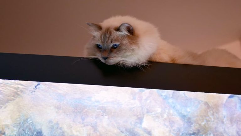 How to Cat-Proof Your Fish Tank