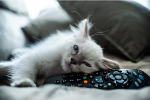 Can a TV Channel for Dogs Be Beneficial for Your Cat, Too? Yes, it CAN!