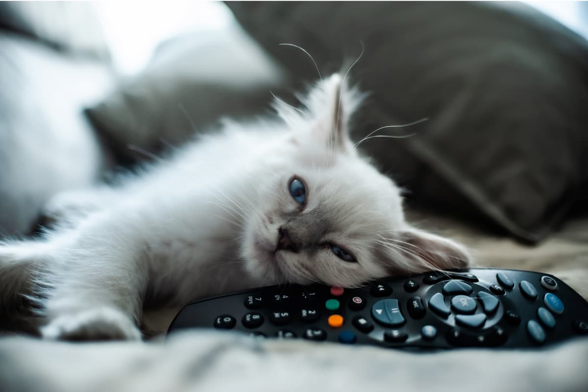 cat-with-remote2