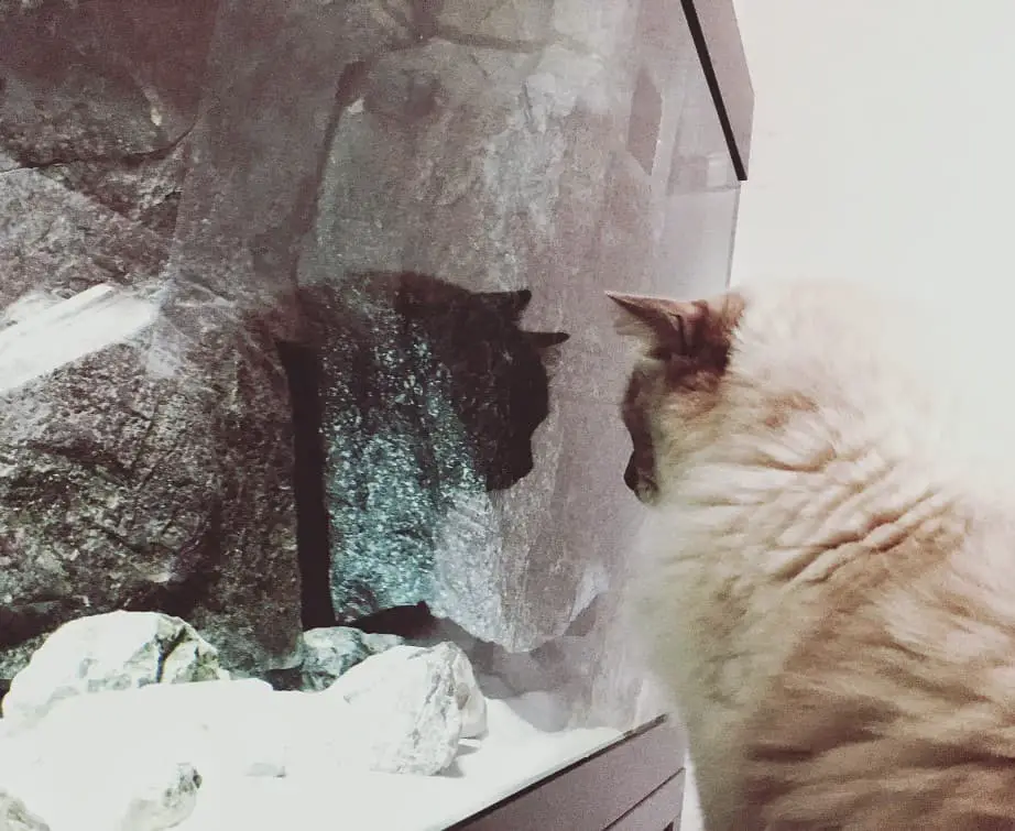 cats-reflection-on-aquarium-glass-while-he-waits-for-the-fish-to-come-out-of-their-hiding-places_t20_JYPZ2E-1