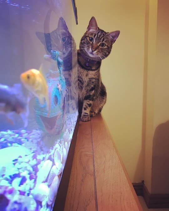 cat and fishtank