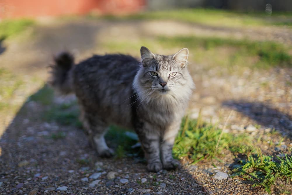 stray and feral cats are shot and killed by garner state park officials in uvalde texas