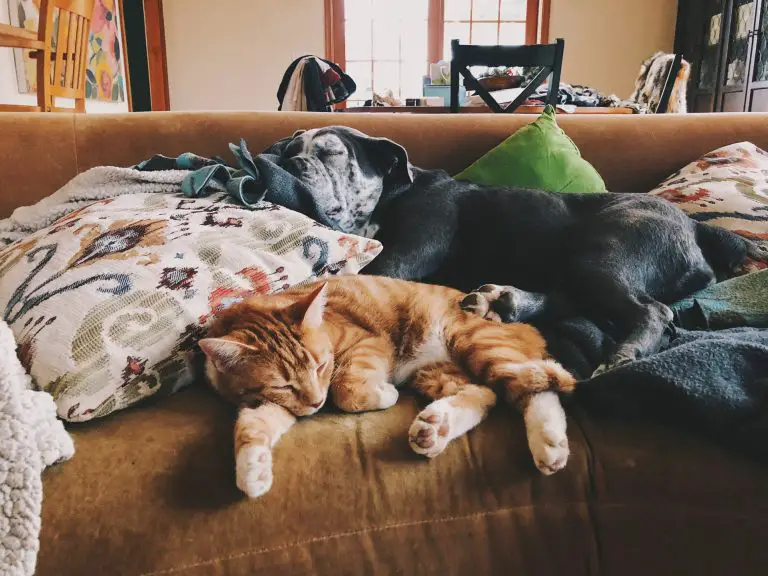 adopted cat