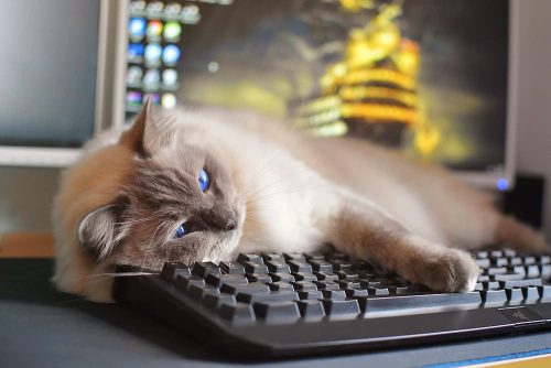 The Joys And Struggles Of Working From Home With Cats - The Catington Post