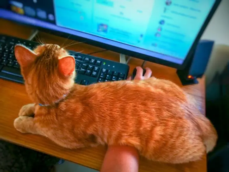 The Joys and Struggles of Working From Home With Cats