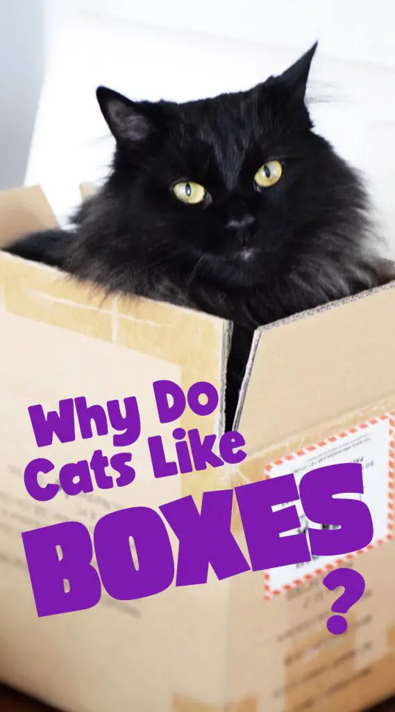 why do cats like boxes