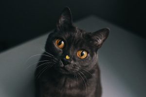 Do Cats Pick Their Owners?