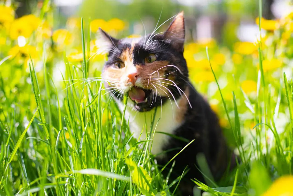 cat eating grass