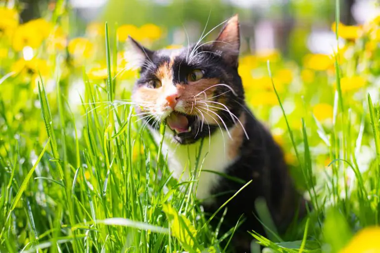Why Do Cats Eat Grass?